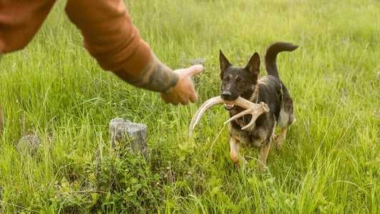 Shed Hunting 101: Train Your Dog to Find Antlers