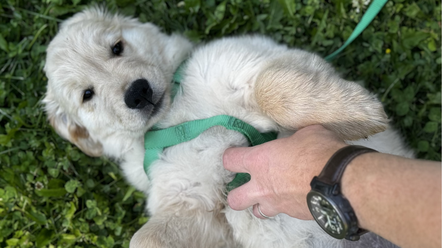 Puppy Training Essentials