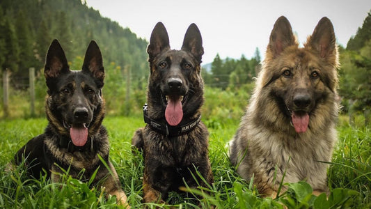 Foundational On Leash Obedience