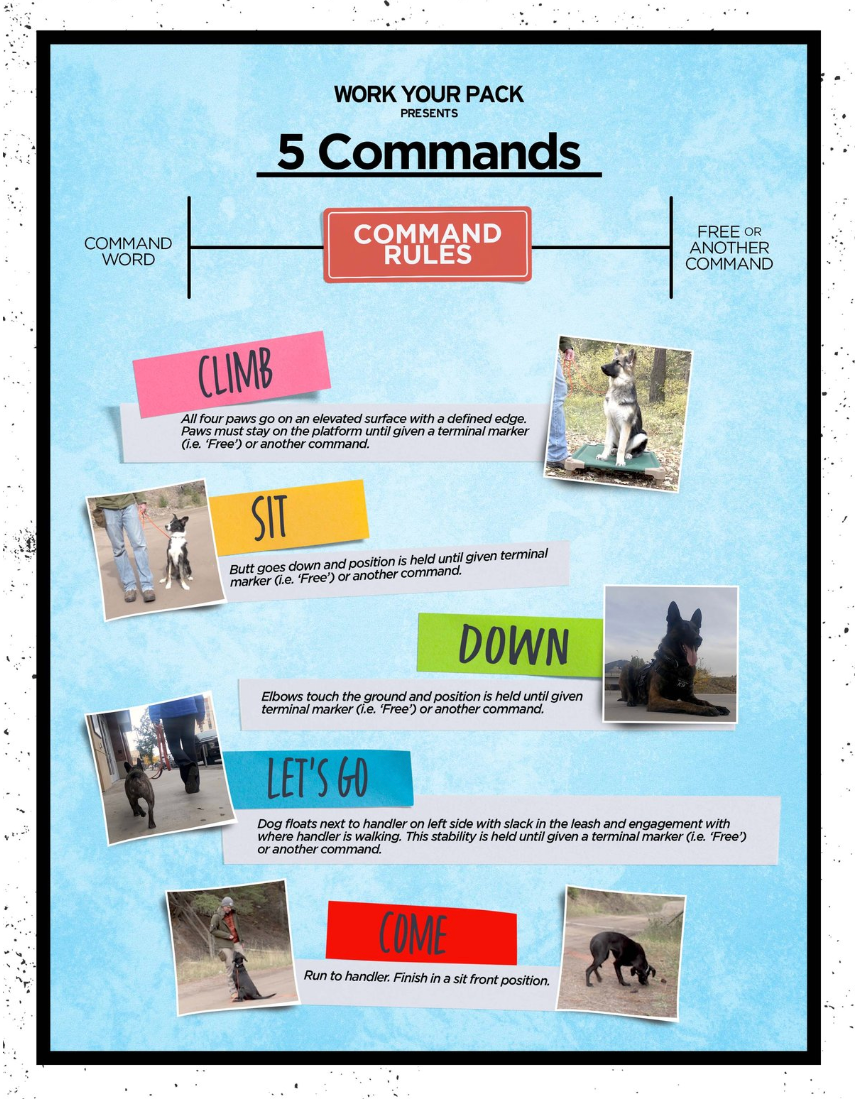 Foundational On Leash Obedience