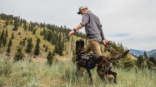 Advanced Off Leash Obedience